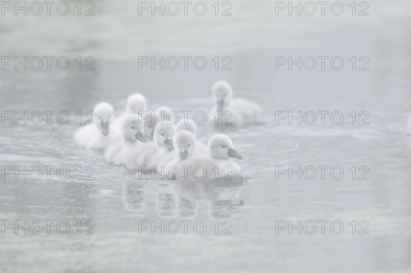 Mute swan (Cygnus olor) swimming chicks in the morning mist, North Rhine-Westphalia, Germany
