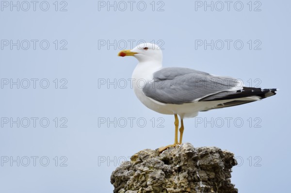 Mediterranean Gull (Larus michahellis) standing on a stone, Algarve, Portugal
