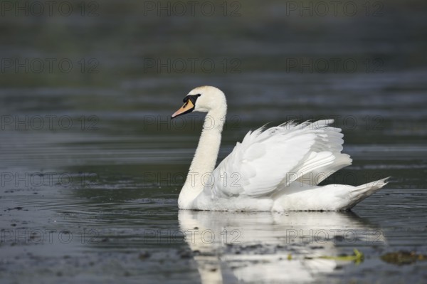 Mute swan (Cygnus olor), North Rhine-Westphalia, Germany