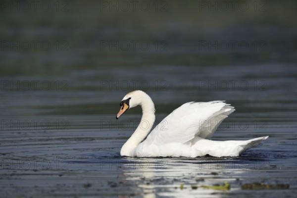 Mute swan (Cygnus olor), North Rhine-Westphalia, Germany