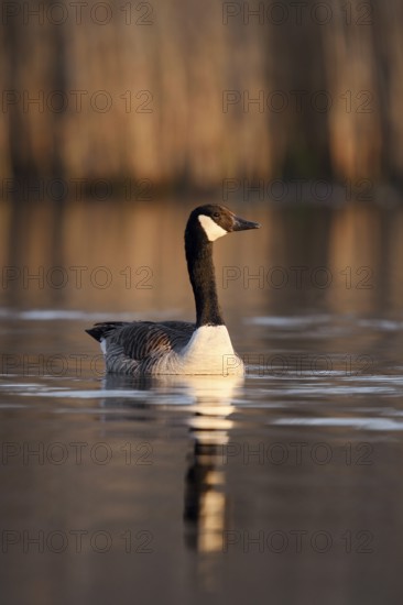 Canada goose (Branta canadensis), swimming, North Rhine-Westphalia, Germany