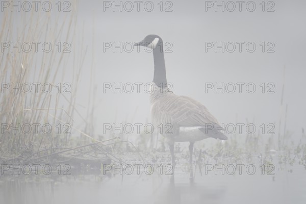 Canada goose (Branta canadensis) standing in the morning mist on the lakeshore, North Rhine-Westphalia, Germany