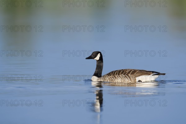 Canada goose (Branta canadensis), swimming, North Rhine-Westphalia, Germany
