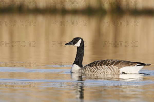 Canada goose (Branta canadensis), swimming, North Rhine-Westphalia, Germany