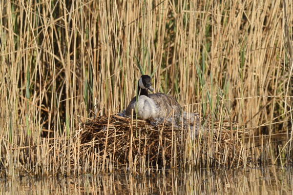 Canada goose (Branta canadensis) sitting brooding on the nest in the reeds, North Rhine-Westphalia, Germany