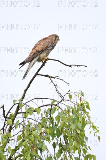 Kestrel (Falco tinnunculus), female, North Rhine-Westphalia, Germany