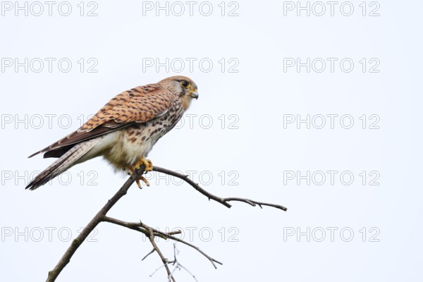Kestrel (Falco tinnunculus), female, North Rhine-Westphalia, Germany