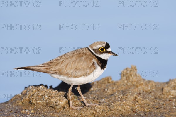 Little Ringed Plover (Charadrius dubius) on the lakeshore, North Rhine-Westphalia, Germany