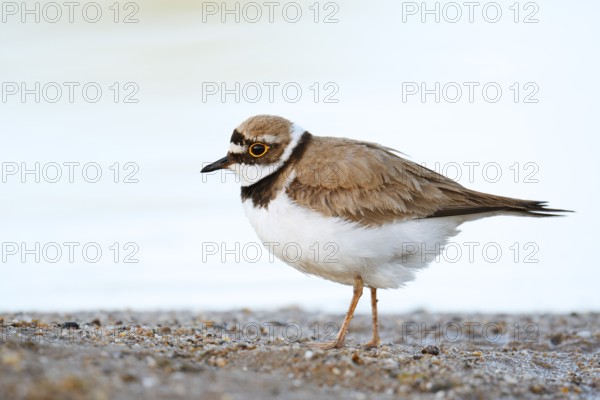 Little Ringed Plover (Charadrius dubius) on the lakeshore, North Rhine-Westphalia, Germany