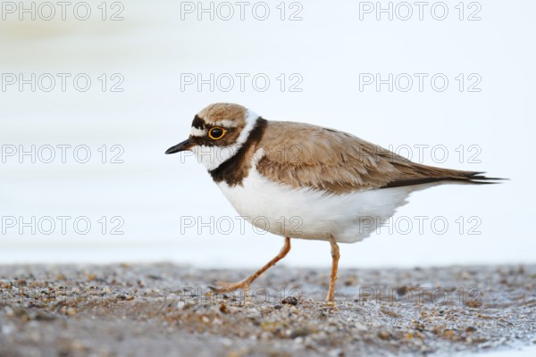 Little Ringed Plover (Charadrius dubius) on the lakeshore, North Rhine-Westphalia, Germany