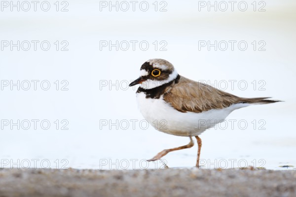 Little Ringed Plover (Charadrius dubius) on the lakeshore, North Rhine-Westphalia, Germany