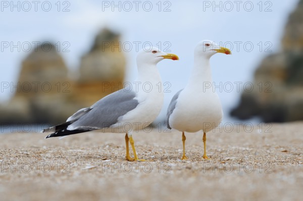 Mediterranean gulls (Larus michahellis), pair on the beach, Algarve, Portugal