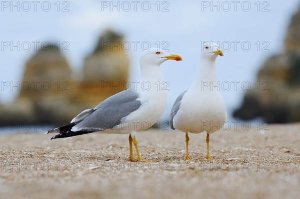 Mediterranean gulls (Larus michahellis), pair on the beach, Algarve, Portugal