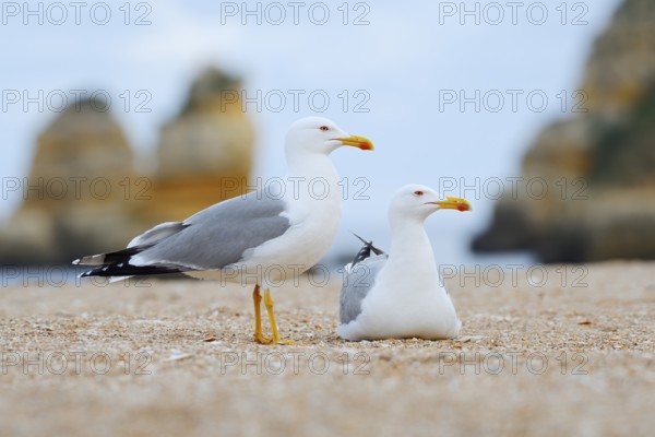 Mediterranean gulls (Larus michahellis), pair on the beach, Algarve, Portugal