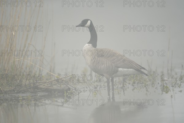 Canada goose (Branta canadensis) standing in the morning mist on the lakeshore, North Rhine-Westphalia, Germany
