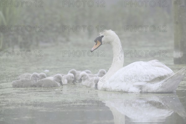 Mute swan (Cygnus olor) with chicks in the morning mist, North Rhine-Westphalia, Germany