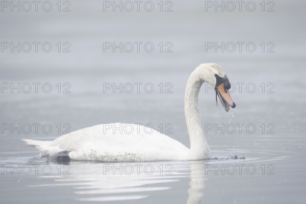 Mute swan (Cygnus olor) swimming in the morning mist, North Rhine-Westphalia, Germany