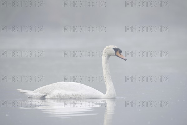 Mute swan (Cygnus olor) swimming in the morning mist, North Rhine-Westphalia, Germany