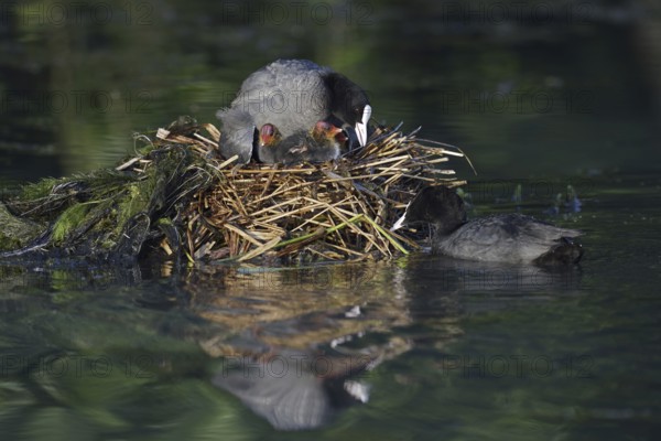 Eurasian Coot (Fulica atra) with chicks on the nest, North Rhine-Westphalia, Germany