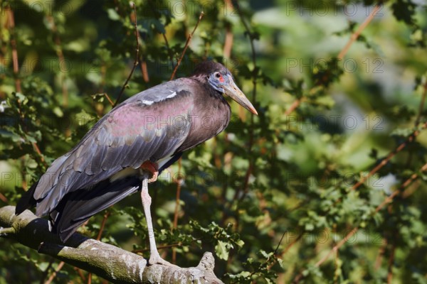 Abdim's stork or rain stork (Ciconia abdimii) stands on a branch, captive, occurrence in Africa
