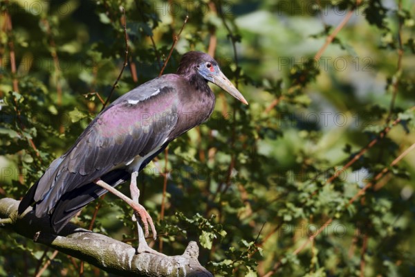 Abdim's stork or rain stork (Ciconia abdimii) stands on a branch, captive, occurrence in Africa