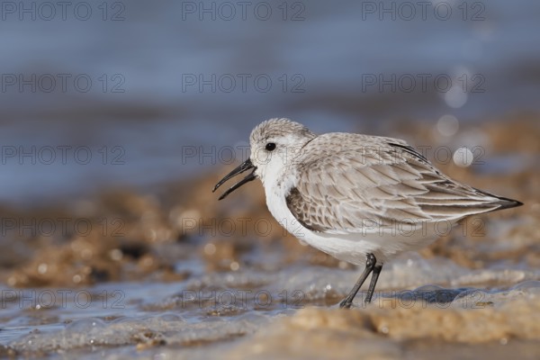 Sanderling (Calidris alba) in its final plumage, Algarve, Portugal
