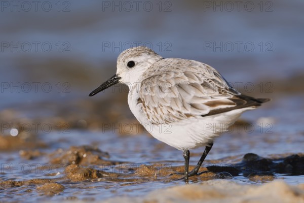 Sanderling (Calidris alba) in its final plumage, Algarve, Portugal