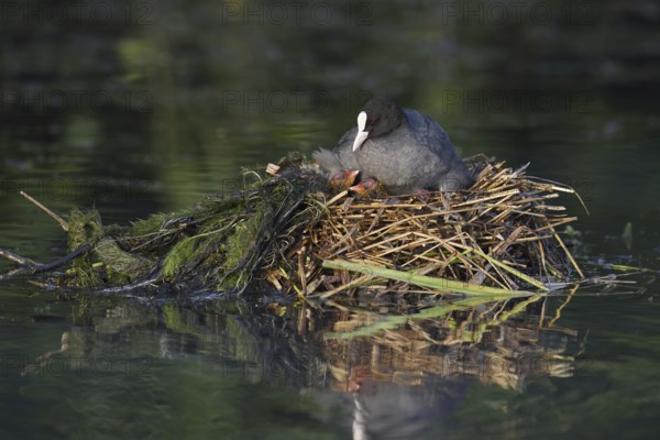 Eurasian Coot (Fulica atra) with chicks on the nest, North Rhine-Westphalia, Germany