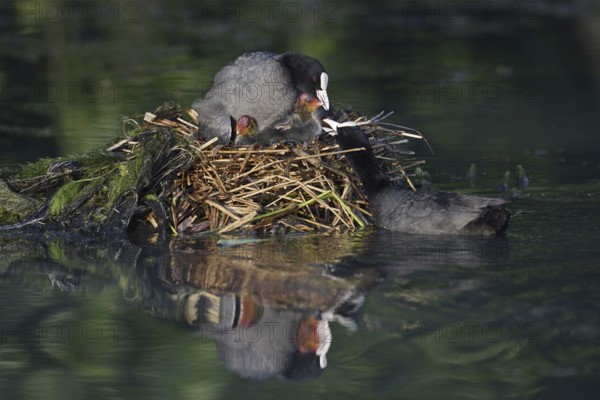 Eurasian Coot (Fulica atra) with chicks on the nest, North Rhine-Westphalia, Germany