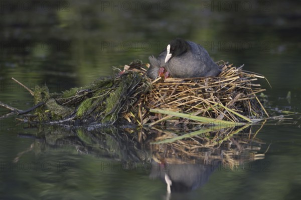 Eurasian Coot (Fulica atra) with chicks on the nest, North Rhine-Westphalia, Germany