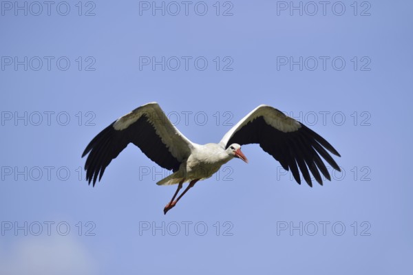 White stork (Ciconia ciconia) flying, North Rhine-Westphalia, Germany