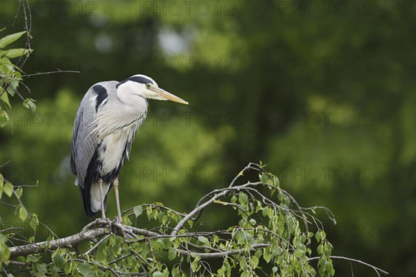 Grey heron (Ardea cinerea) standing on a branch, North Rhine-Westphalia, Germany