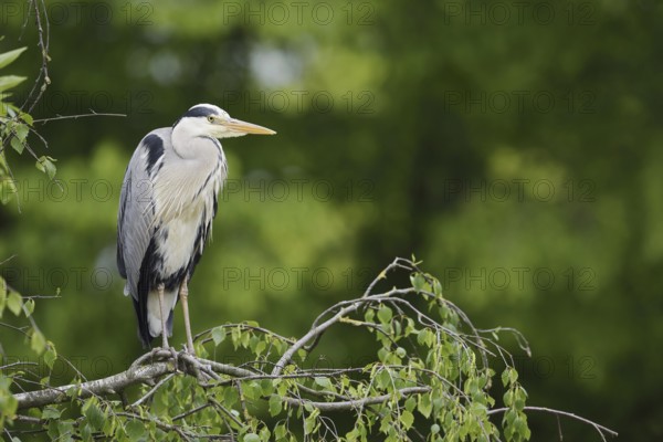 Grey heron (Ardea cinerea) standing on a branch, North Rhine-Westphalia, Germany