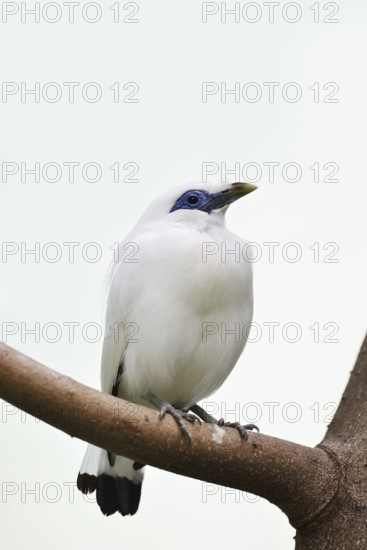 Bali mynah (Leucopsar rothschildi), endangered species, captive, native to Bali