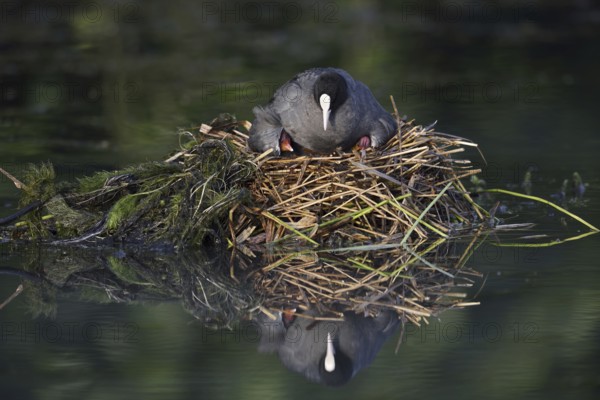 Eurasian Coot (Fulica atra) with chicks on the nest, North Rhine-Westphalia, Germany