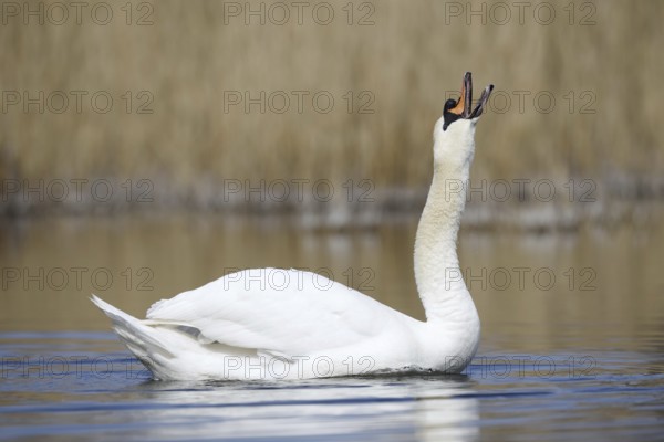 Mute swan (Cygnus olor), North Rhine-Westphalia, Germany