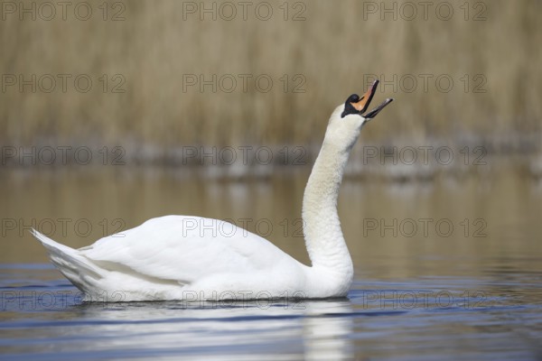 Mute swan (Cygnus olor), North Rhine-Westphalia, Germany
