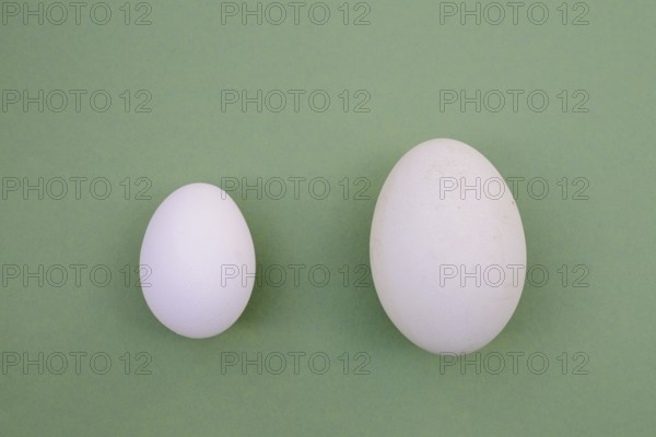 Eggs from the Dalmatian pelican (Pelecanus crispus) and domestic fowl (Gallus gallus domesticus)