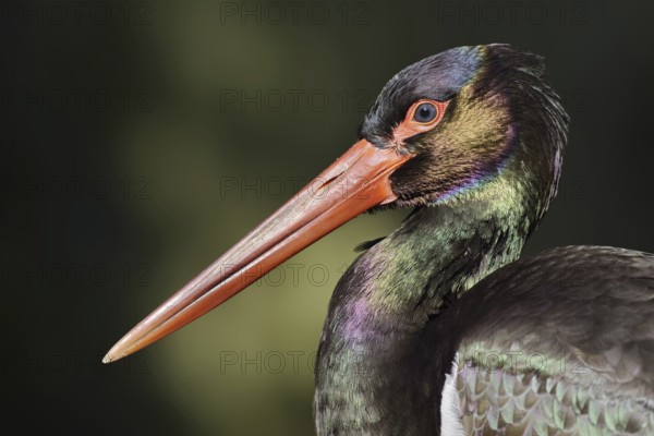 Black stork (Ciconia nigra), portrait, Hesse, Germany