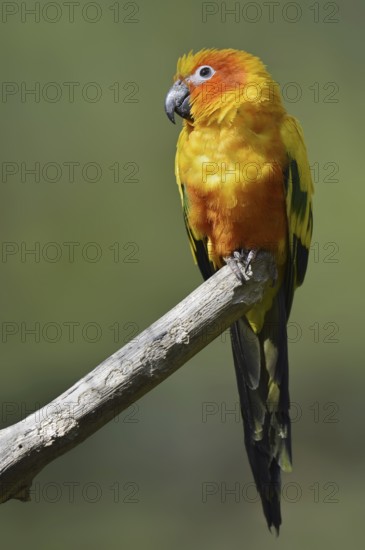 Sun parakeet (Aratinga solstitialis), captive, occurring in Brazil, French Guiana and Venezuela