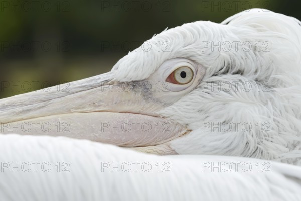 Dalmatian pelican (Pelecanus crispus), portrait, captive, Germany