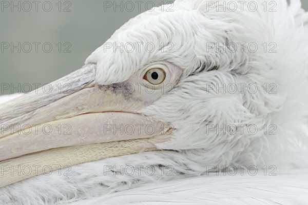 Dalmatian pelican (Pelecanus crispus), portrait, captive, Germany