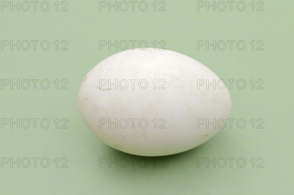 Dalmatian pelican (Pelecanus crispus), egg