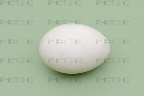 Dalmatian pelican (Pelecanus crispus), egg