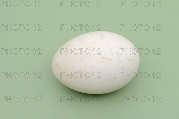 Dalmatian pelican (Pelecanus crispus), egg