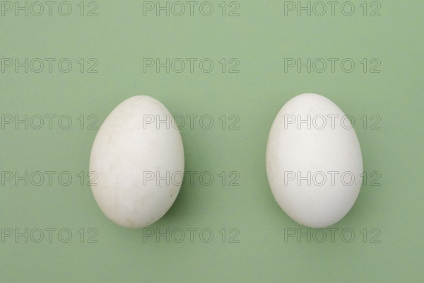 Dalmatian pelican (Pelecanus crispus), eggs