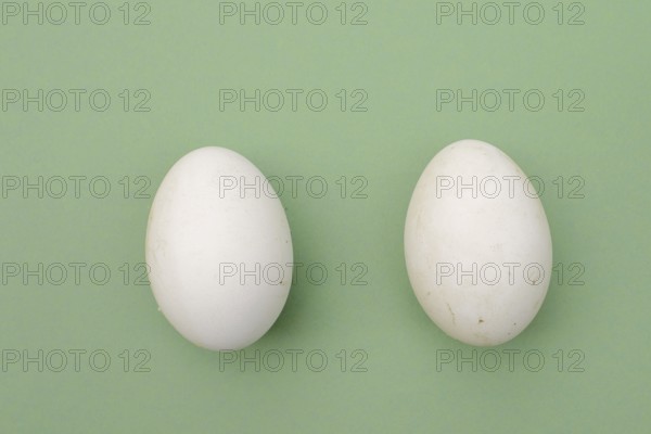 Dalmatian pelican (Pelecanus crispus), eggs
