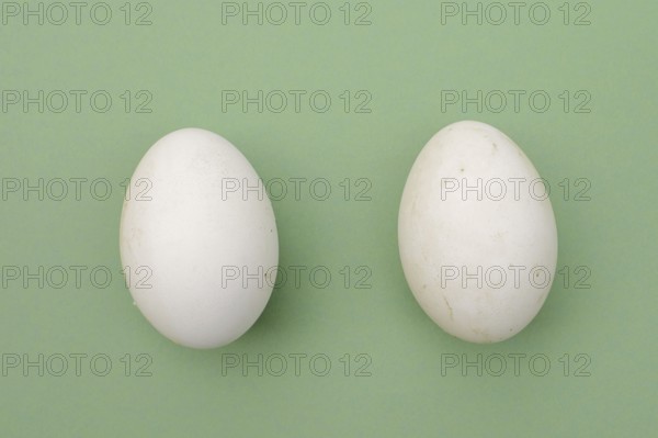 Dalmatian pelican (Pelecanus crispus), eggs