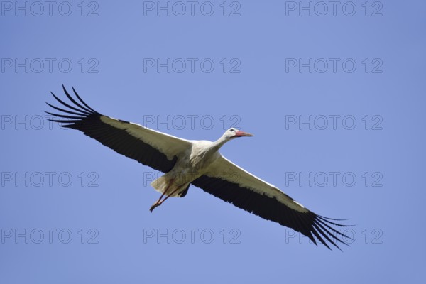 White stork (Ciconia ciconia) flying, North Rhine-Westphalia, Germany