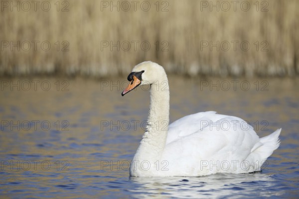 Mute swan (Cygnus olor), North Rhine-Westphalia, Germany